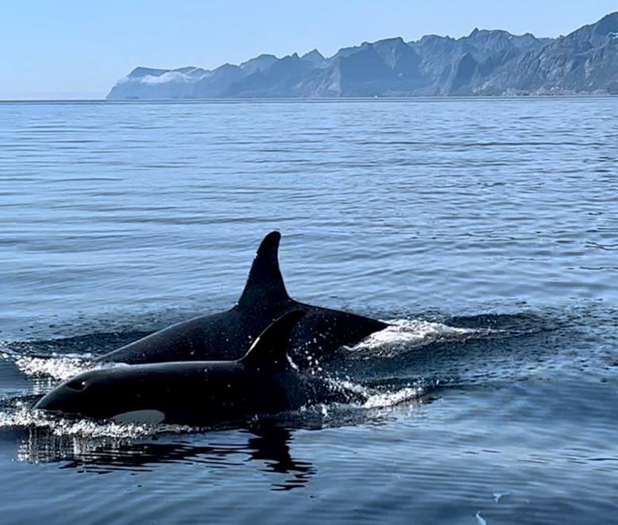 Explore Nusfjord killer whales